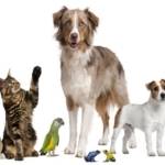 evcil hayvanlar,kedi,köpek,tavsan,kus