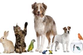 evcil hayvanlar,kedi,köpek,tavsan,kus