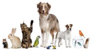 evcil hayvanlar,kedi,köpek,tavsan,kus