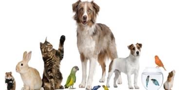 evcil hayvanlar,kedi,köpek,tavsan,kus