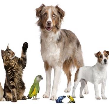 evcil hayvanlar,kedi,köpek,tavsan,kus