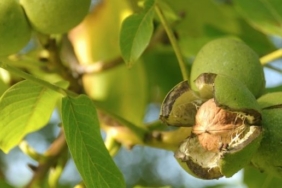 650x344-ceviz-agaci-nasil-budanir-ceviz-agaci-nasil-sulanir-ve-gubrelenir-s1-1600691283153