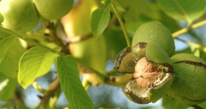 650x344-ceviz-agaci-nasil-budanir-ceviz-agaci-nasil-sulanir-ve-gubrelenir-s1-1600691283153