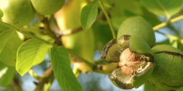 650x344-ceviz-agaci-nasil-budanir-ceviz-agaci-nasil-sulanir-ve-gubrelenir-s1-1600691283153