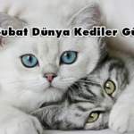 kedi 2