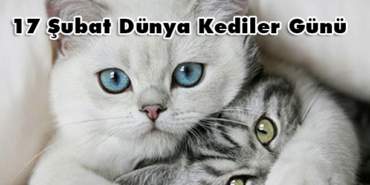 kedi 2
