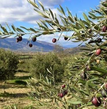 zeytin