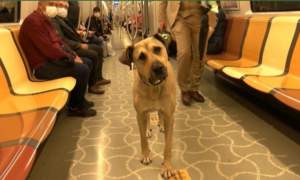 istanbul-da-evcil-hayvanlarla-seyahat-donemi-15330029_9897_amp