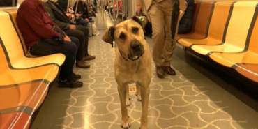 istanbul-da-evcil-hayvanlarla-seyahat-donemi-15330029_9897_amp