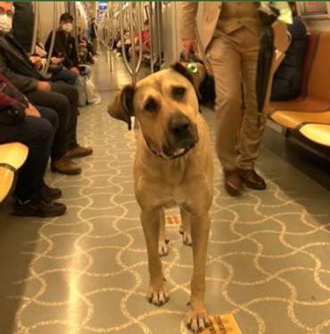 istanbul-da-evcil-hayvanlarla-seyahat-donemi-15330029_9897_amp